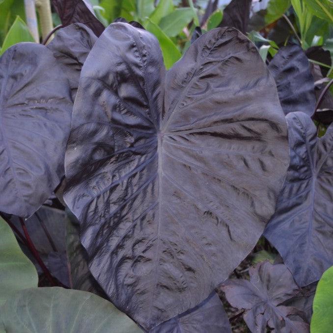 Colocasia 'Black Sapphire' PP27966 ~ Gecko™ Black Sapphire Elephant Ear