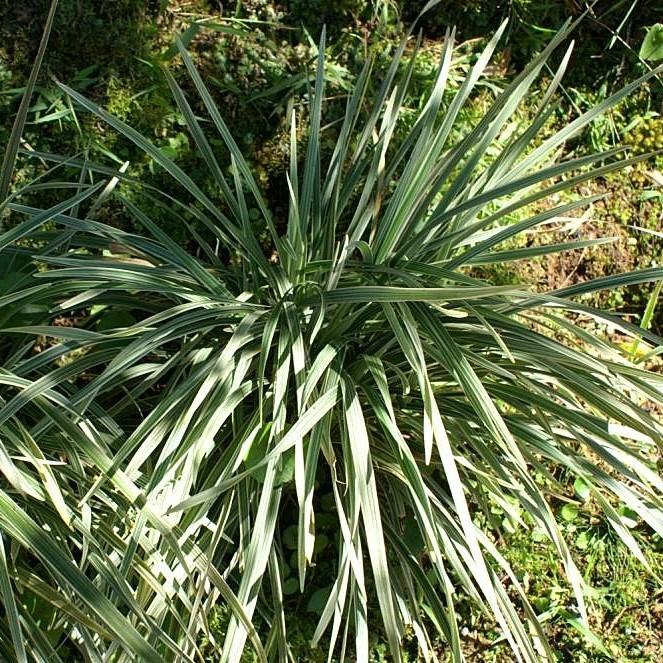 Liriope muscari 'Evergreen Giant' ~ Evergreen Giant Lilyturf