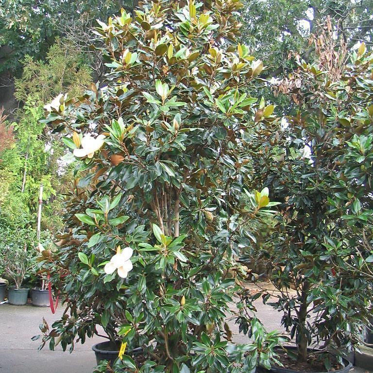 little gem magnolia planted next to house Magnolia grandiflora 'Little Gem' ~ Little Gem Magnolia – Hahira Nursery