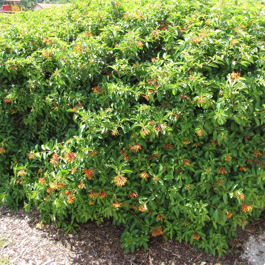 Hamelia patens 'Firefly' ~ Firefly Firebush