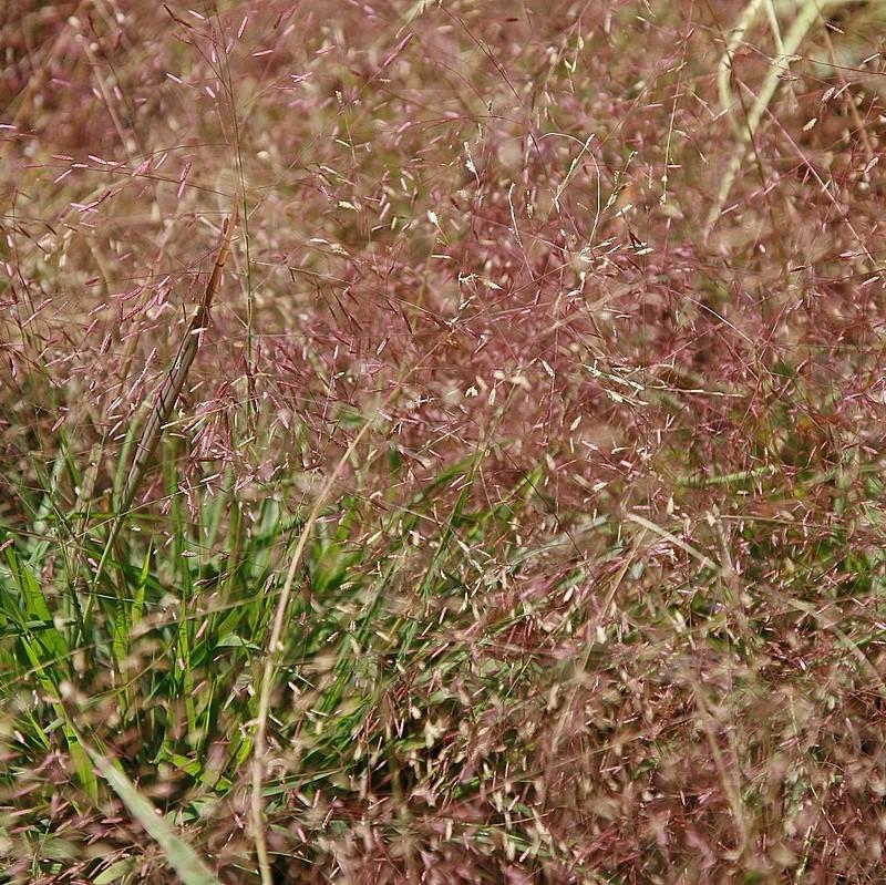 Eragrostis spectabilis ~ Purple Lovegrass