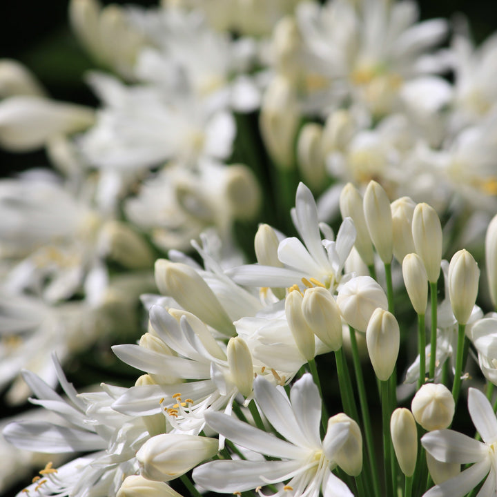 Agapanthus africanus 'Albus' ~ White Agapanthus
