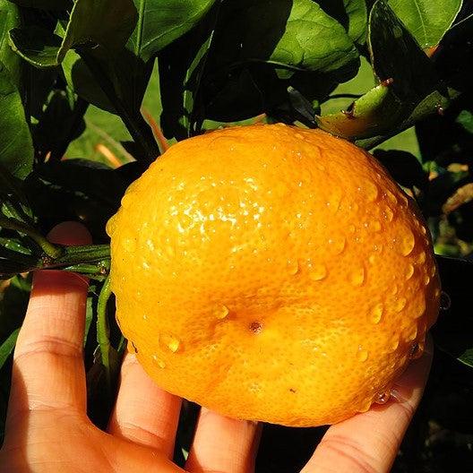 satsuma Citrus Unshiu 'Owari' ~ Owari Satsuma – Hahira Nursery