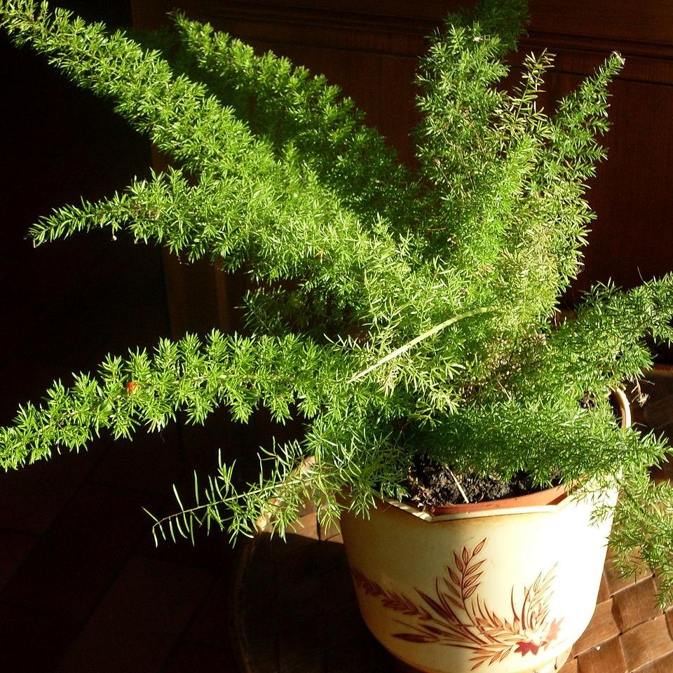 Asparagus densiflorus 'Myersii' ~ Foxtail Asparagus Fern