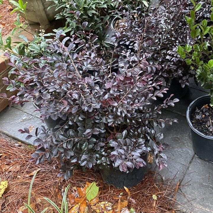 Loropetalum chinense f. rubrum ‘Carolina Midnight’ ~ Carolina Midnight Fringe Flower