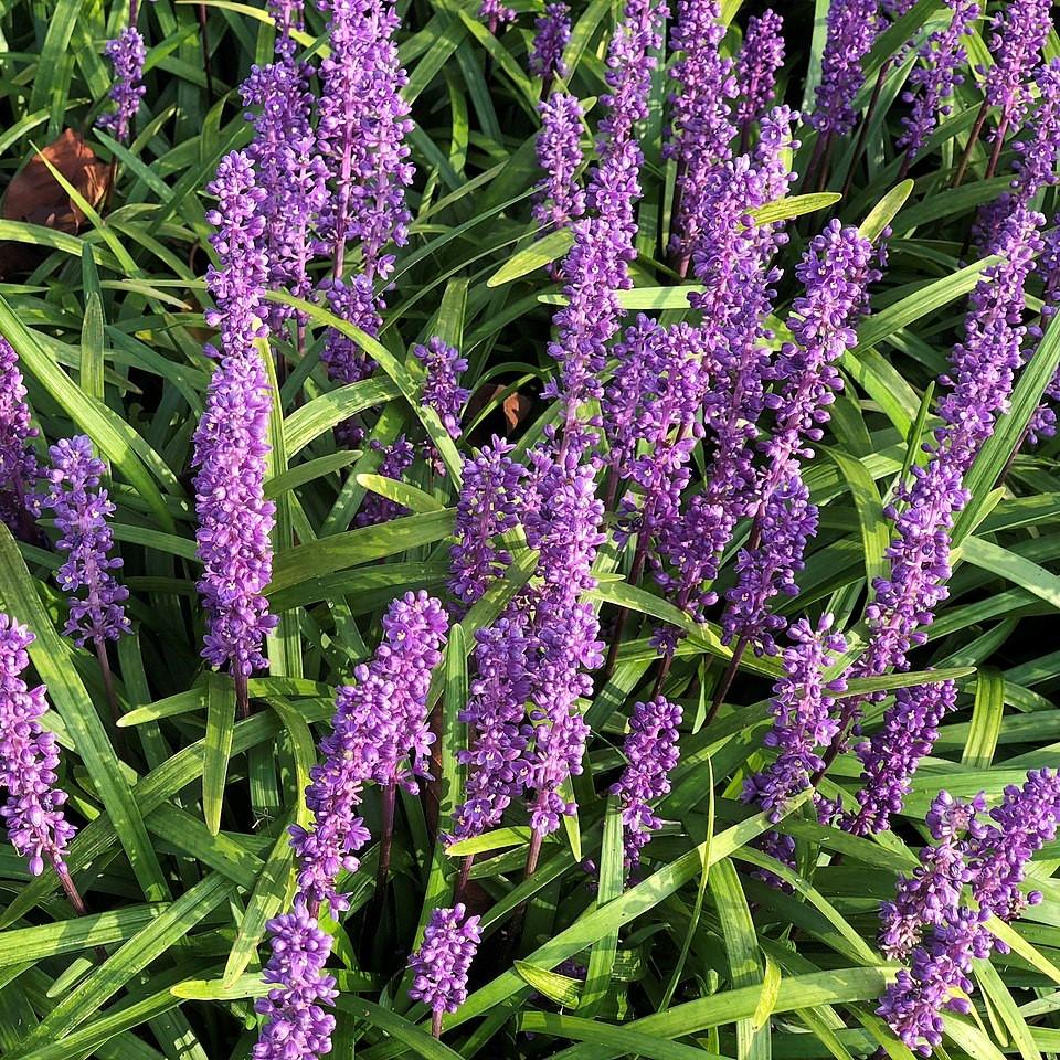 Liriope muscari 'Super Blue' ~ Super Blue Lily Turf