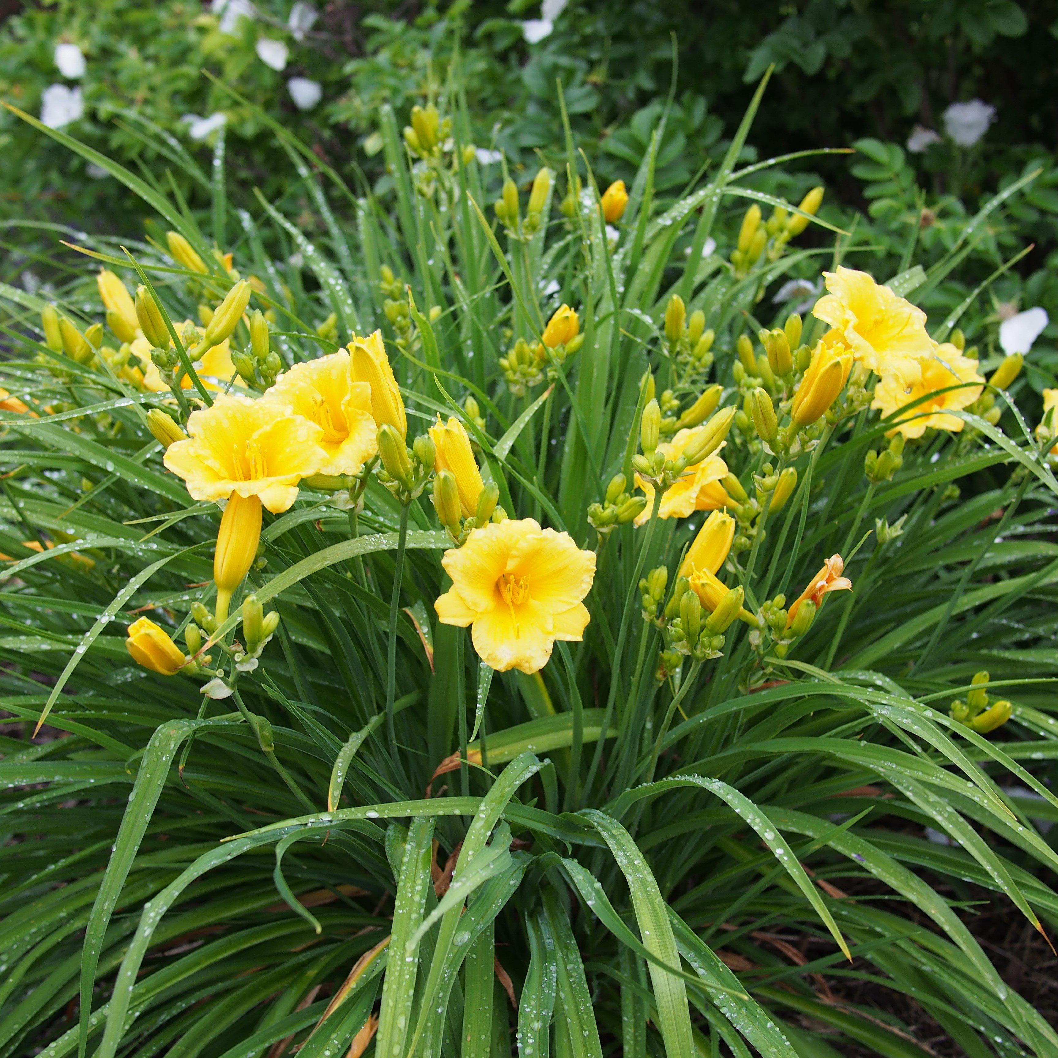 Hemerocallis 'Stella D'Oro' ~ Stella de Oro Daylily – Hahira Nursery