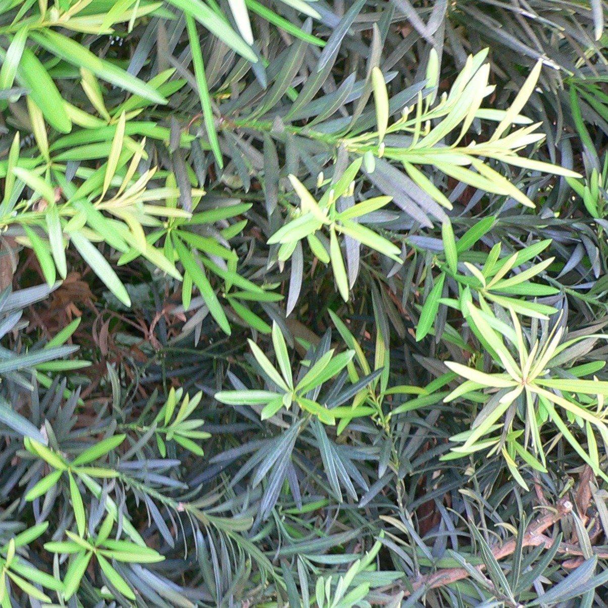 Podocarpus macrophyllus 'Maki' ~ Maki Shrubby Yew Podocarpus – Hahira  Nursery