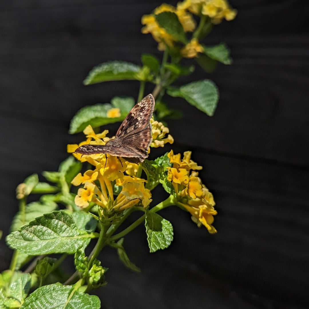Lantana 'Chapel Hill Yellow' ~ Chapel Hill® Yellow Lantana