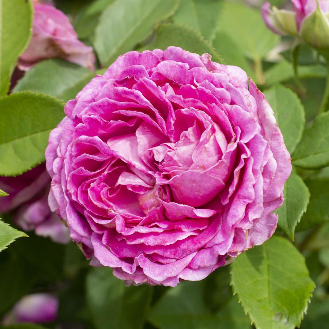 Rosa  'KORcarmsis' PP 33,406 ~ Bloomables® Raspberry Cupcake™ Rose