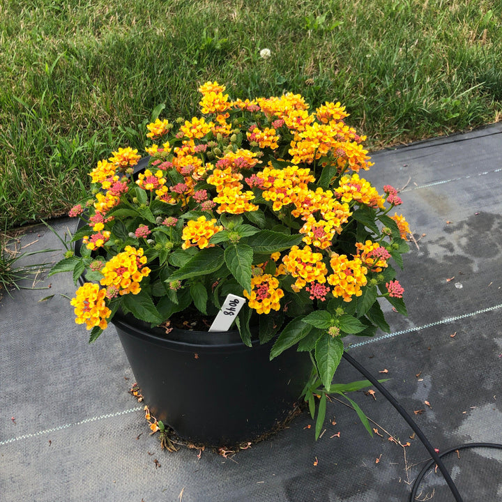 Lantana camara 'Ban Oran' ~ Bandana® Orange Lantana