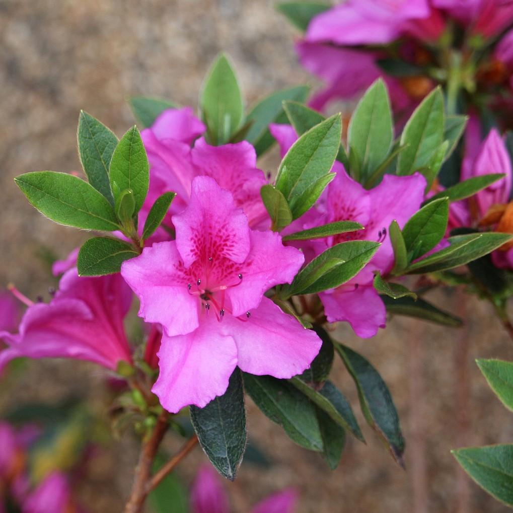 Rhododendron indica 'Southern Charm' ~ Southern Charm Azalea