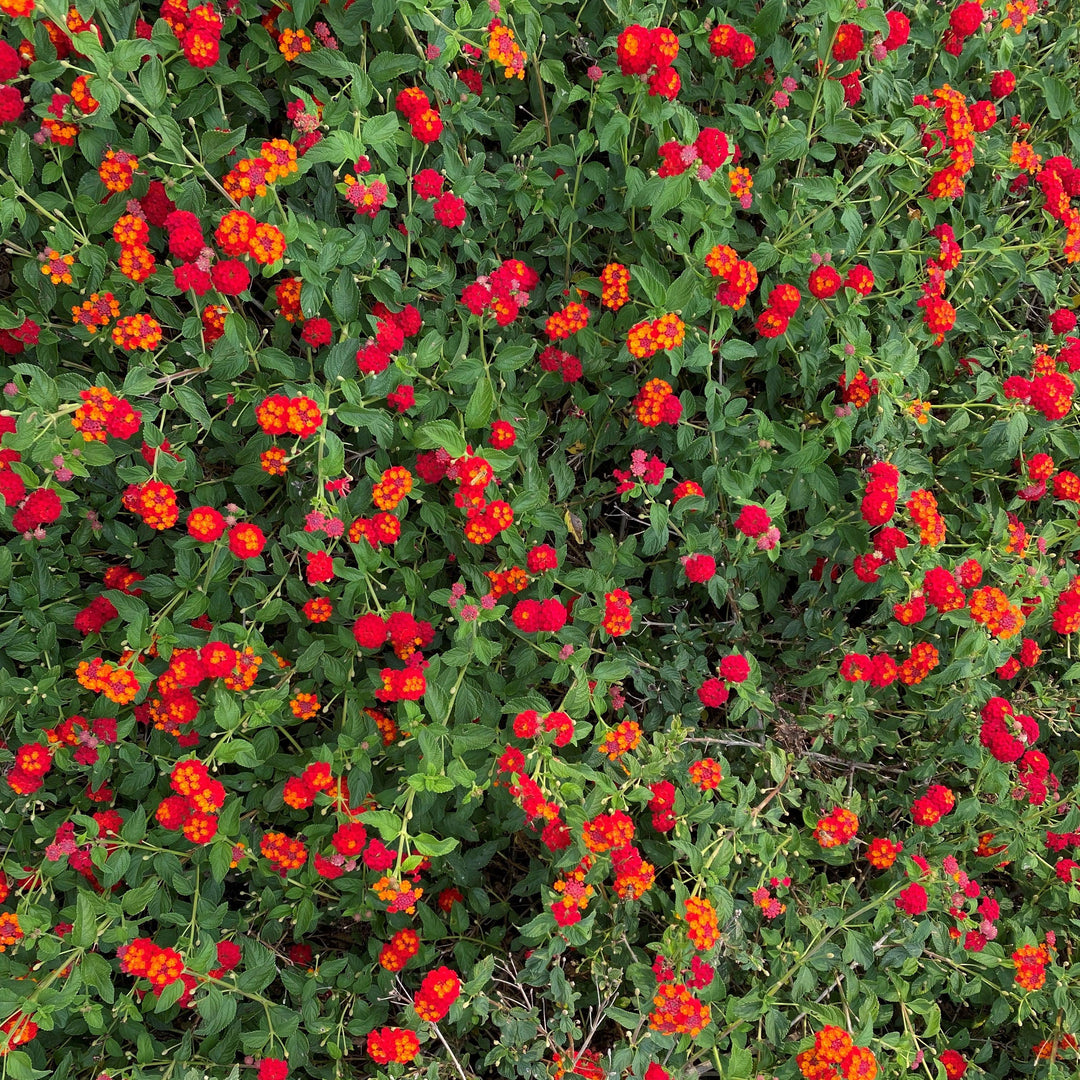 Lantana camara 'Red Spread'  PP14691 ~ Red Spread Lantana