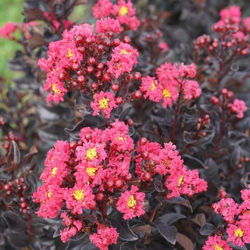 Lagerstroemia indica 'SMNLIG' ~ Center Stage® Pink Crapemyrtle
