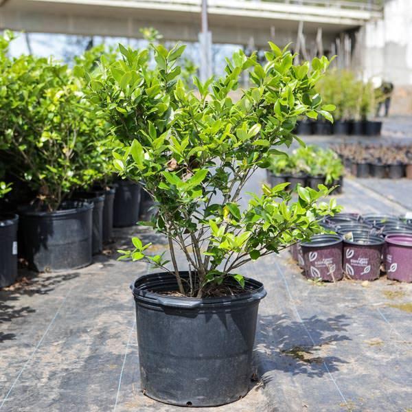 Ligustrum japonicum 'Texanum' ~ Waxleaf Ligustrum
