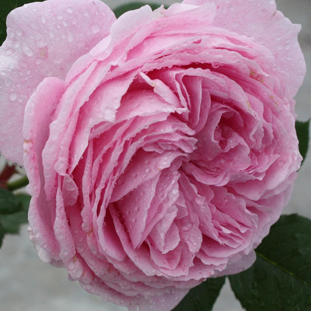 Rosa 'KORtekcho' PP 25,993 ~ Bloomables® Parfuma® Summer Romance™ Rose