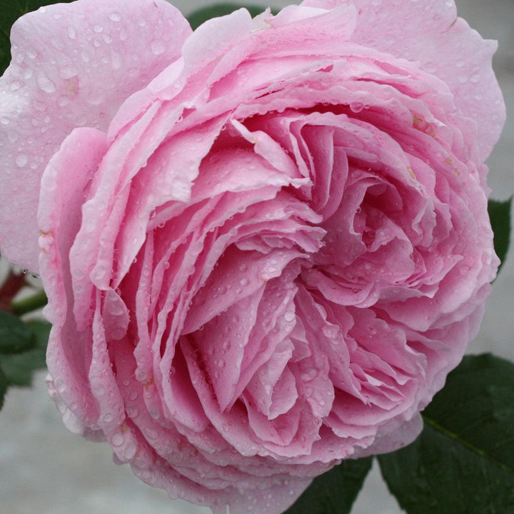 Rosa 'KORtekcho' PP 25,993 ~ Bloomables® Parfuma® Summer Romance™ Rose