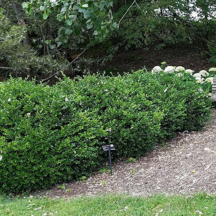 Buxus microphylla var. japonica ~ Japanese Boxwood