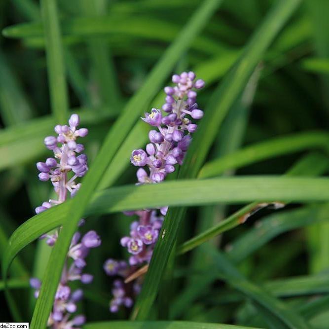 Liriope muscari 'Big Blue' ~ Big Blue Lily Turf
