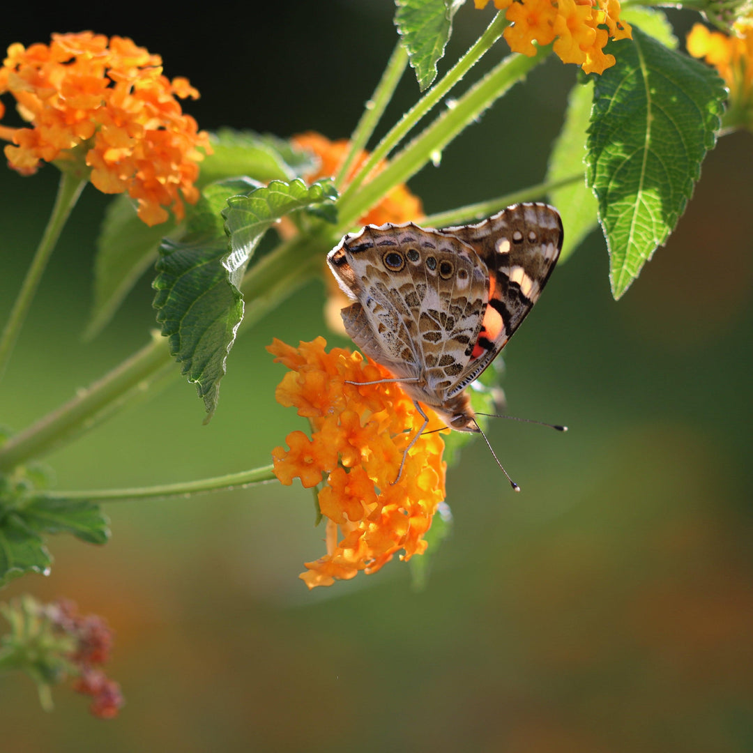 Lantana camara 'Ban Oran' ~ Bandana® Orange Lantana