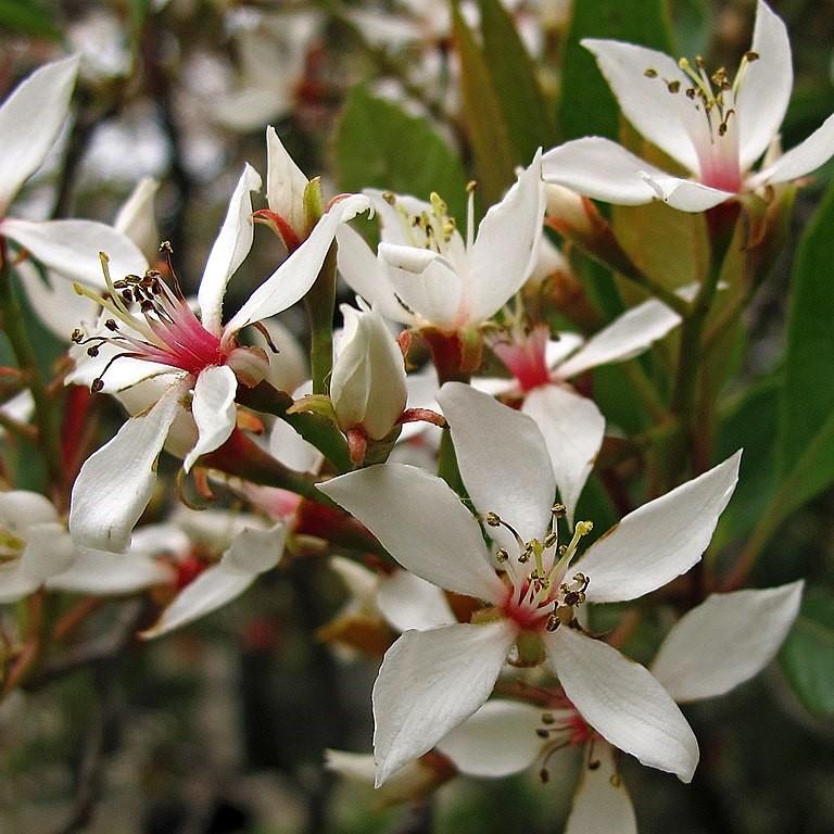 Rhaphiolepis indica 'Clara' ~ Clara Indian Hawthorn