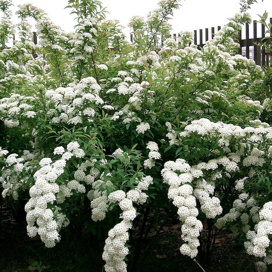 絵画 Reeves spirea Spiraea cantoniensis ~ Reeve's Spirea – Hahira Nursery