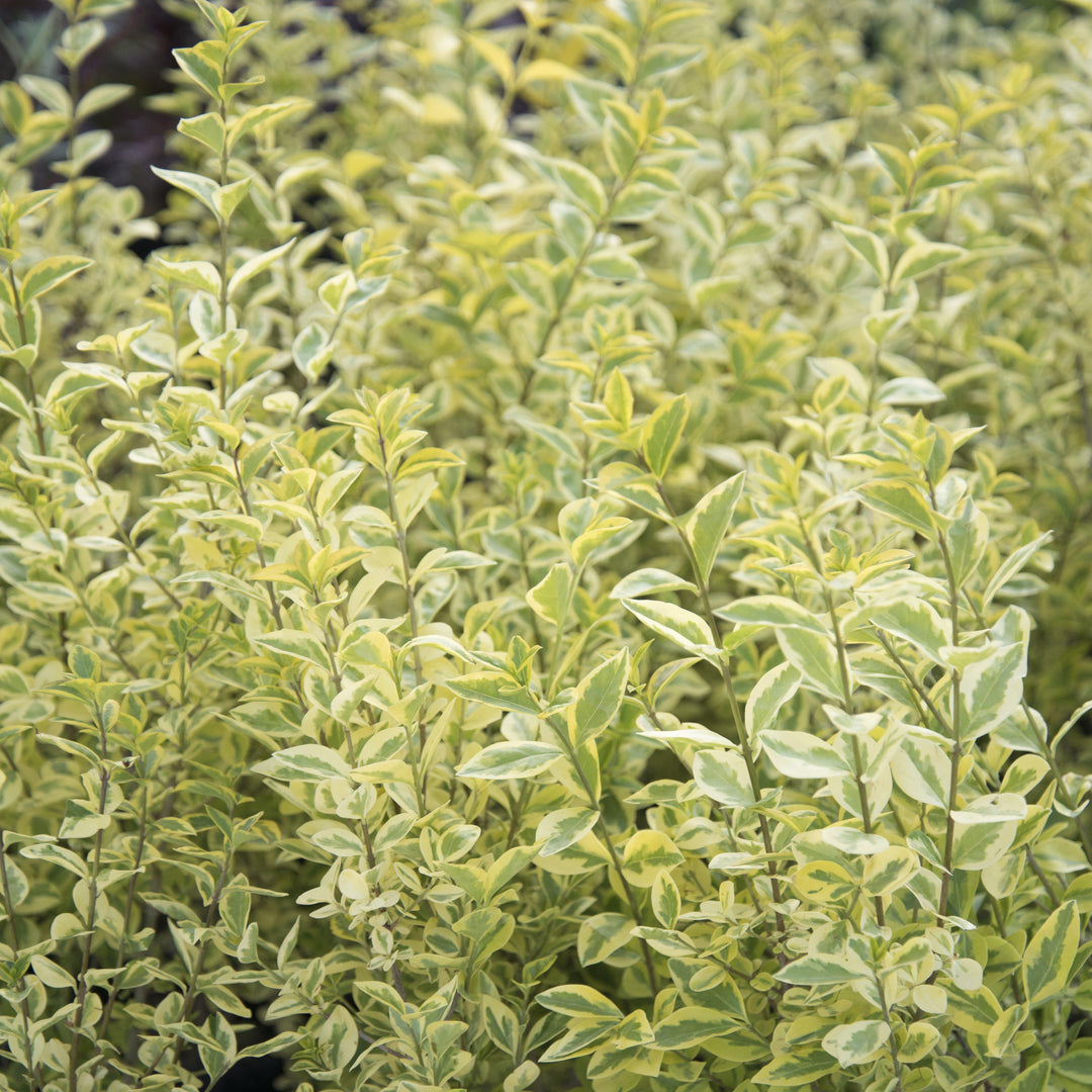 Ligustrum japonica 'Jack Frost' ~ Jack Frost Japanese Privet