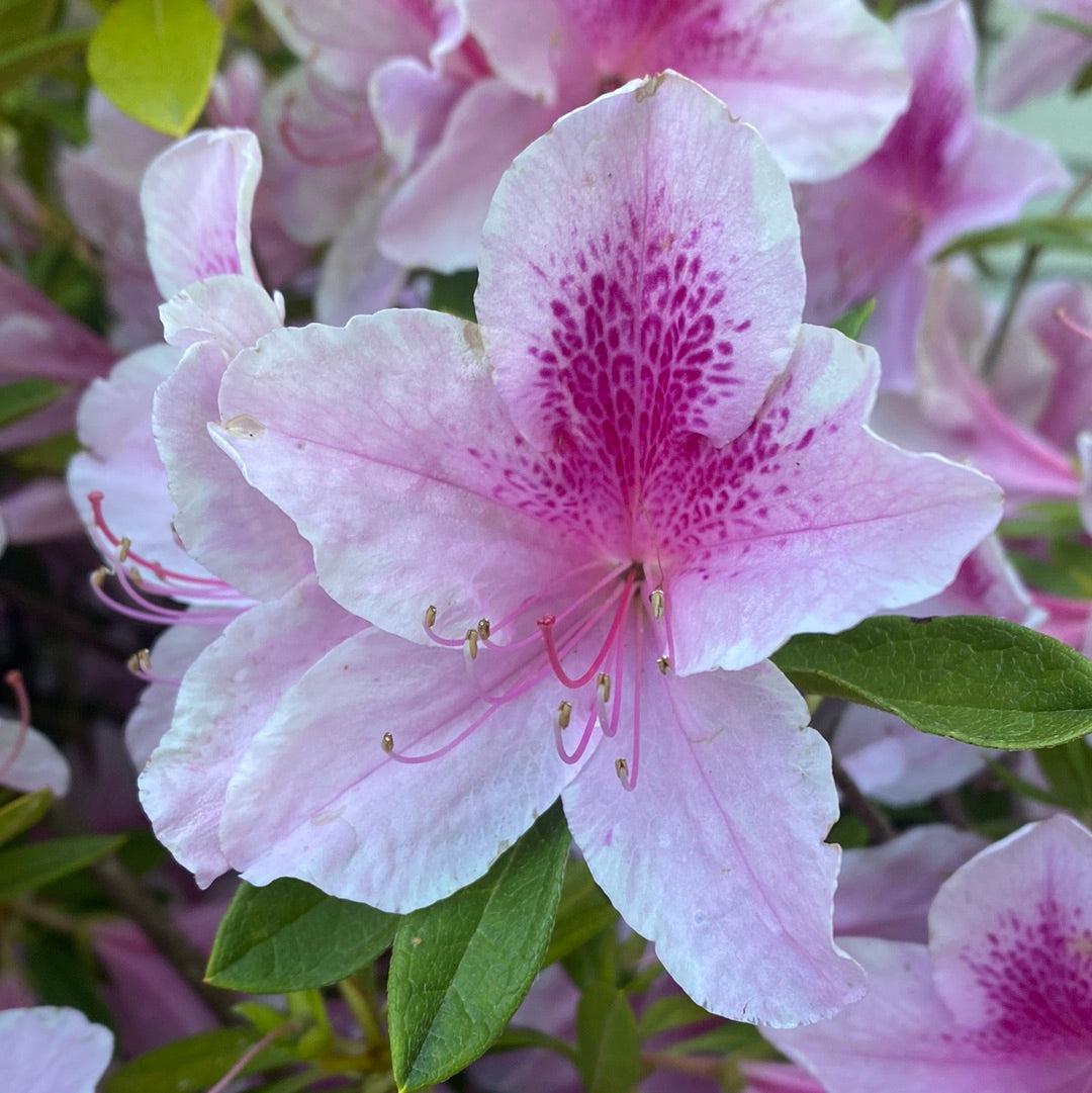 george plant Rhododendron 'George L. Taber' ~ George Taber Azalea – Hahira Nursery