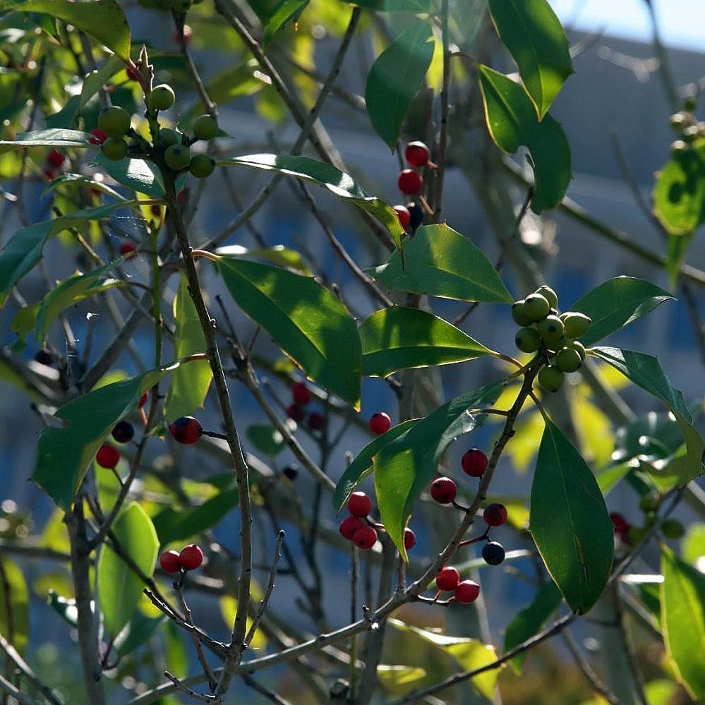 Ilex × attenuata 'Savannah' ~ Savannah Holly