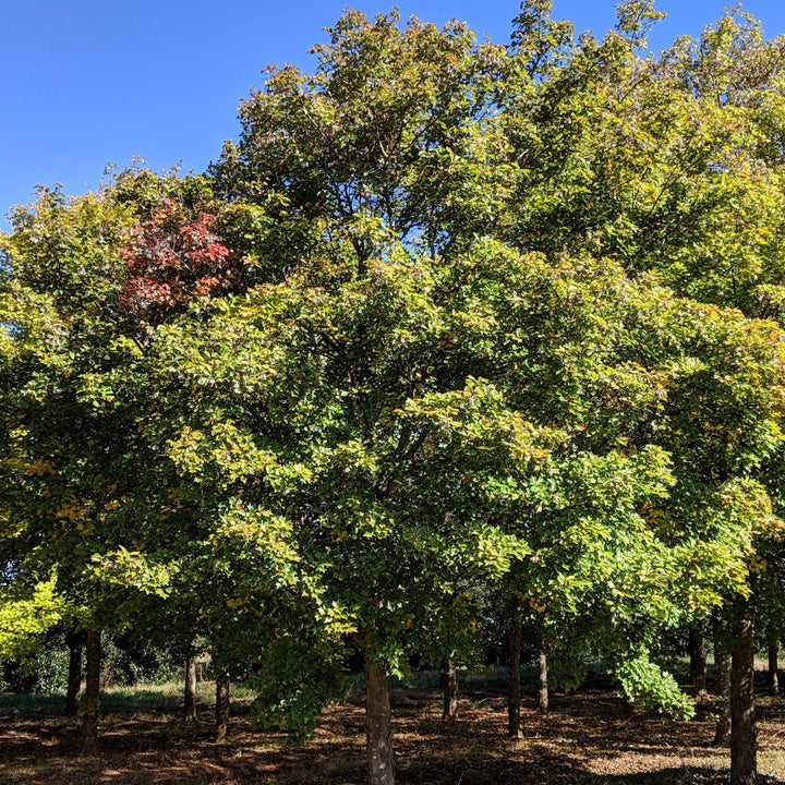 Acer buergerianum ~ Trident Maple