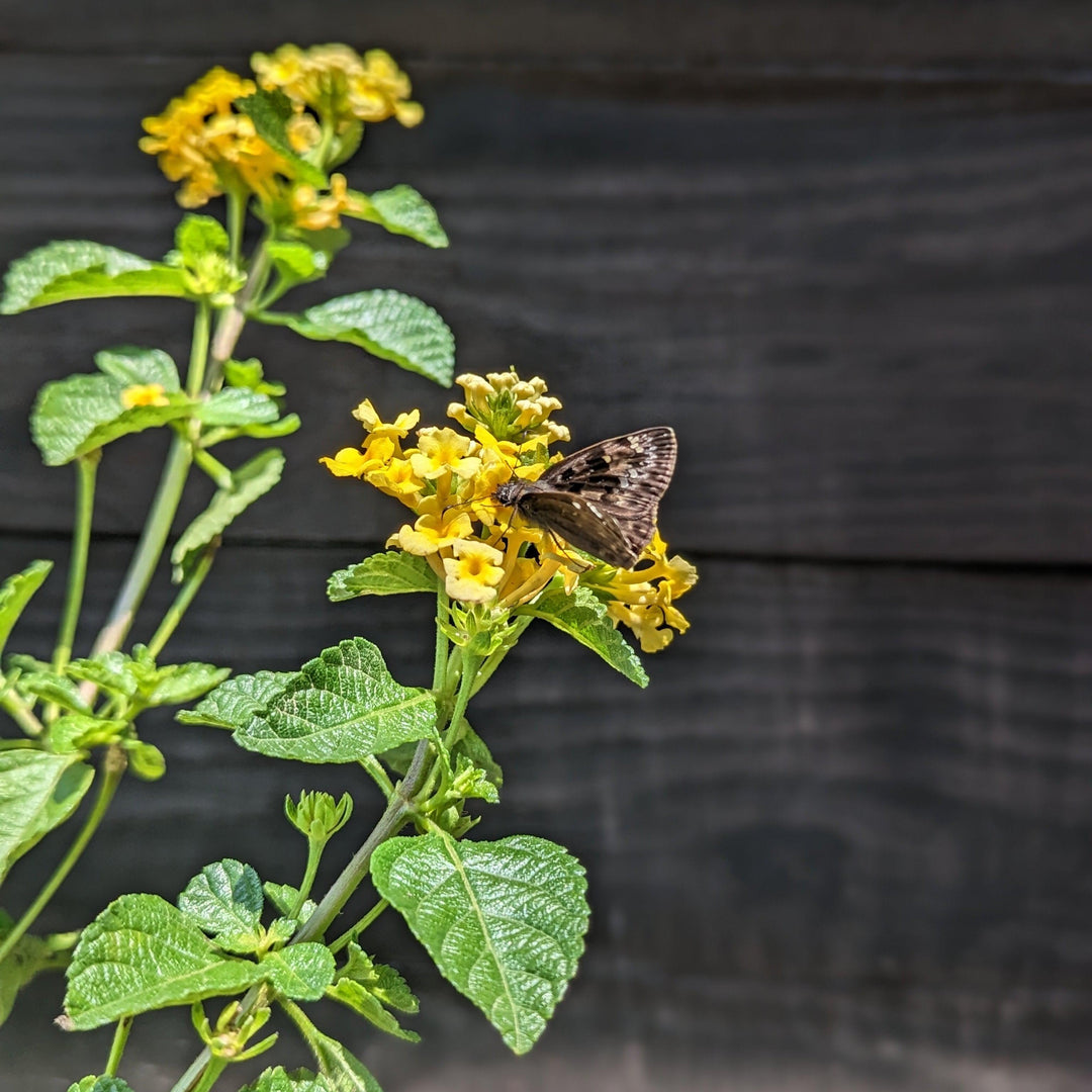 Lantana 'Chapel Hill Yellow' ~ Chapel Hill® Yellow Lantana