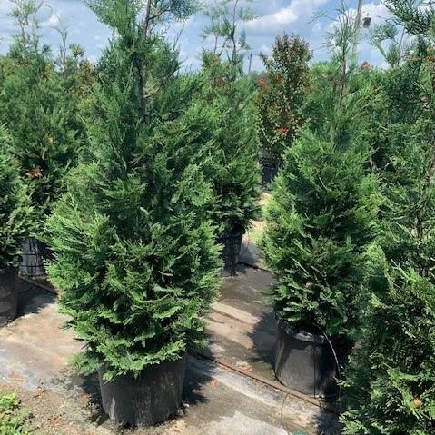 Cupressus x leylandii 'Murray' ~ Murray Cypress, Leyland Cypress