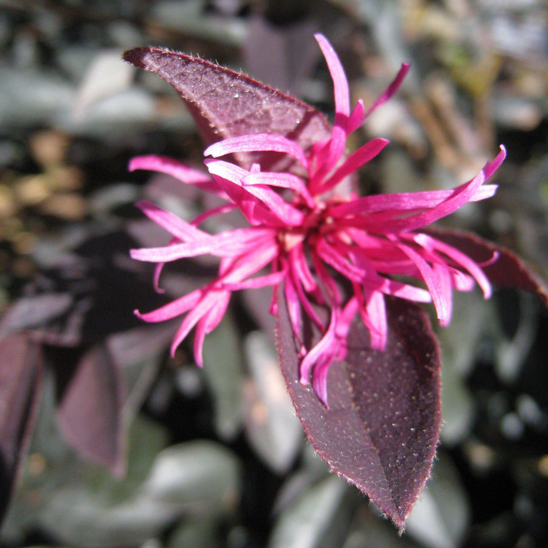 Loropetalum chinense rubrum ‘Zhuzhou Fuchsia’ ~ Zhuzhou Fuchsia Fringe Flower