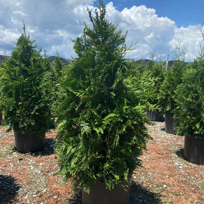 Thuja standishii x plicata 'Green Giant' ~ Green Giant Arborvitae – Hahira  Nursery
