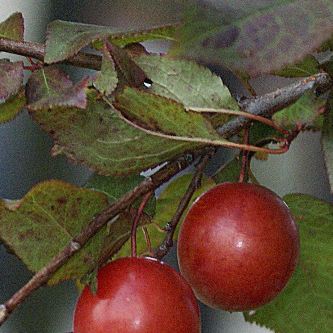 Prunus salicina 'Santa Rosa' ~ Santa Rosa Plum