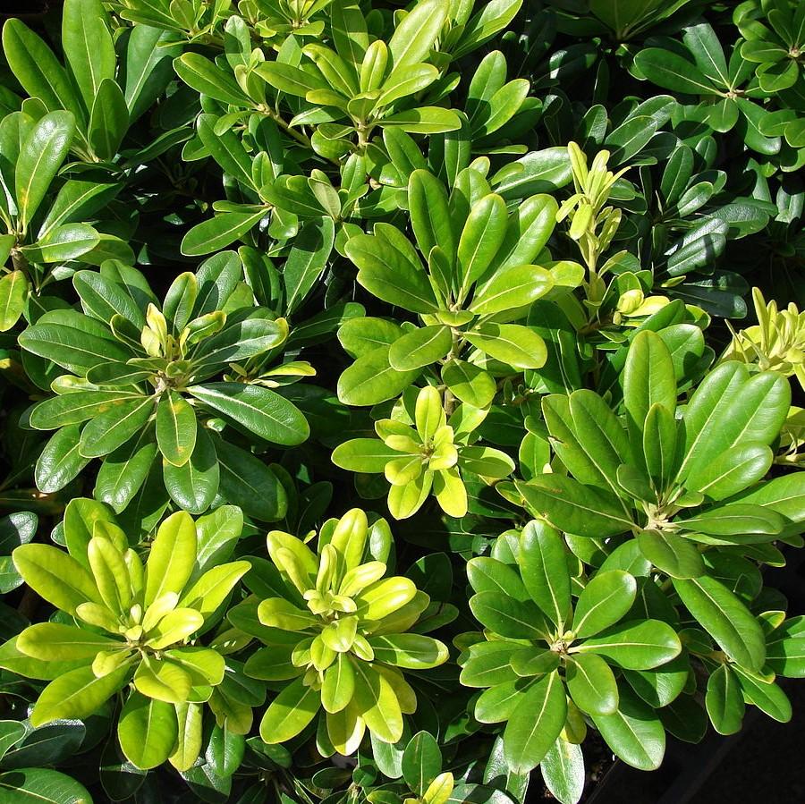 Pittosporum tobira 'Wheeler's Dwarf' ~ Wheeler's Dwarf Pittosporum, Japanese Mock Orange