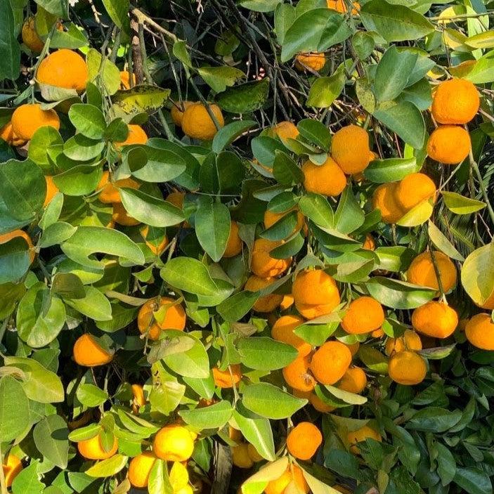 Citrus reticulata 'Keraji' ~ Keraji Mandarin