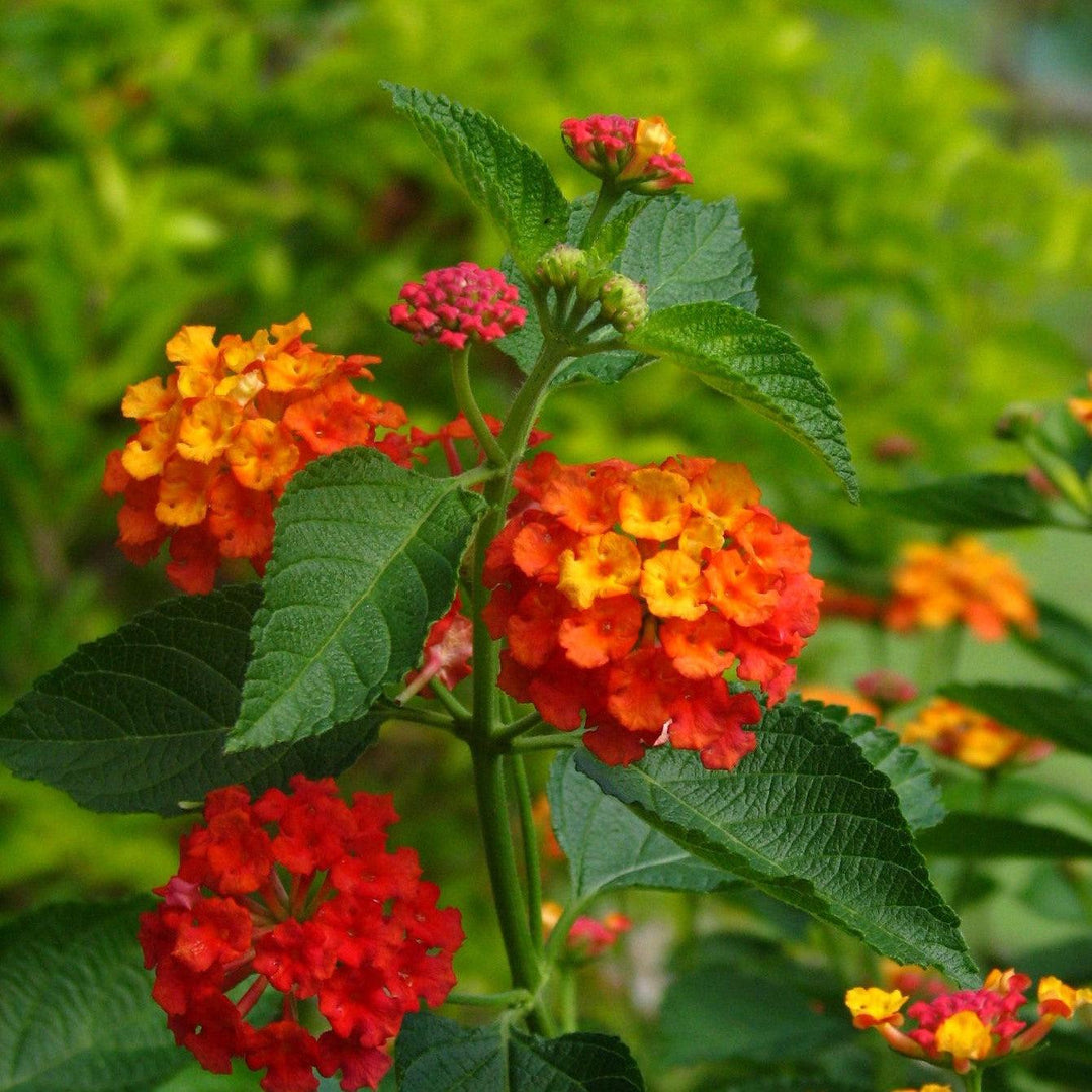 Lantana camara 'Red Spread'  PP14691 ~ Red Spread Lantana