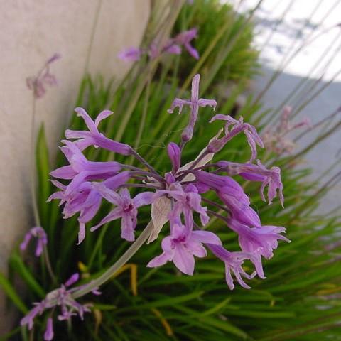 Tulbaghia violacea ~ Society Garlic