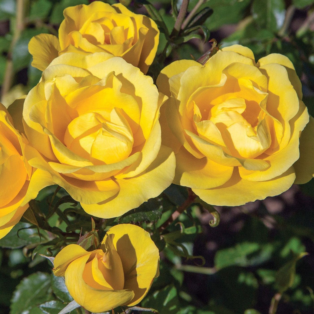 Rosa 'Meianycid' PP 27,894 ~ Bloomables® Gilded Sun™ Rose