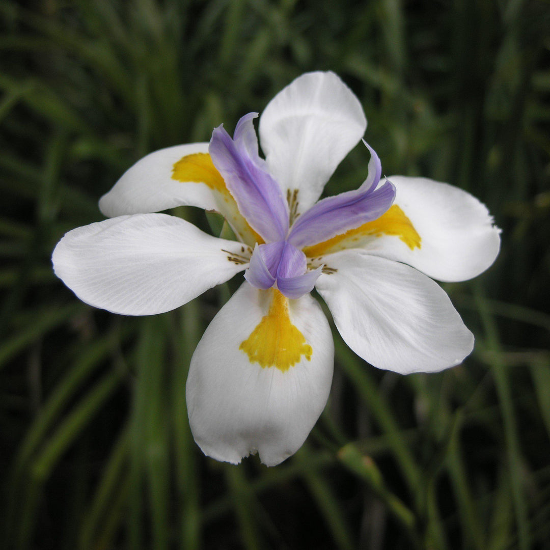 Dietes vegeta ~ African Iris