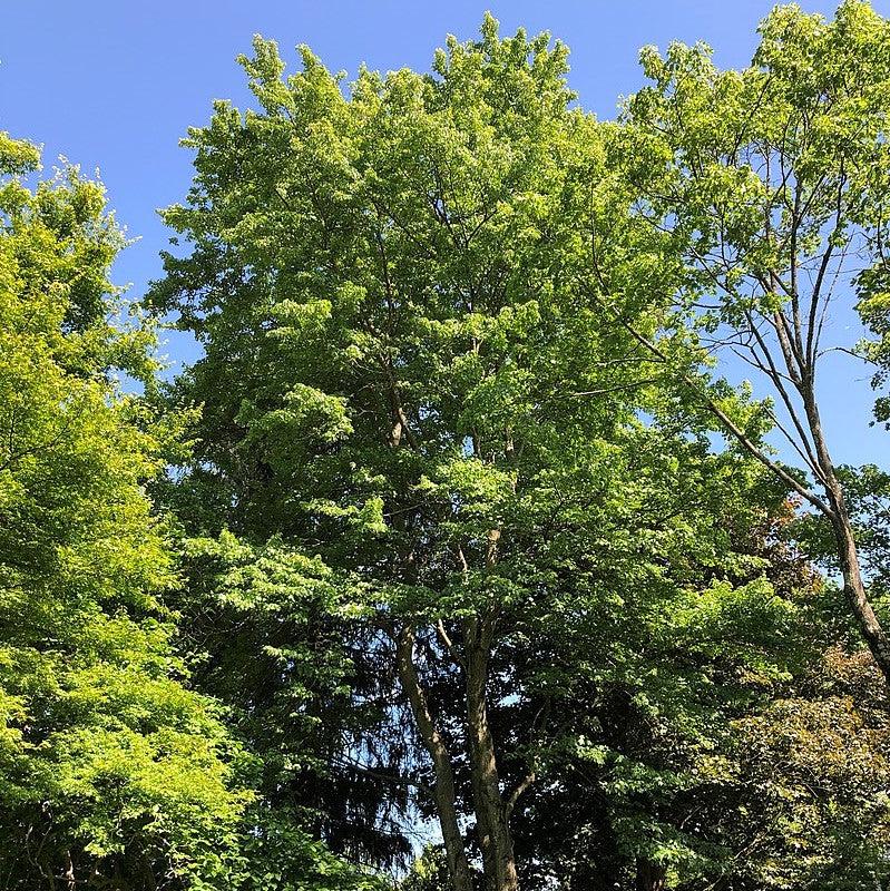 Acer rubrum 'Florida Flame' ~ Florida Flame Red Maple