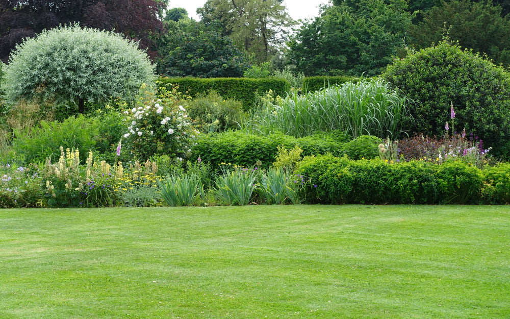 Improve Your Landscape Design with Shrubs
