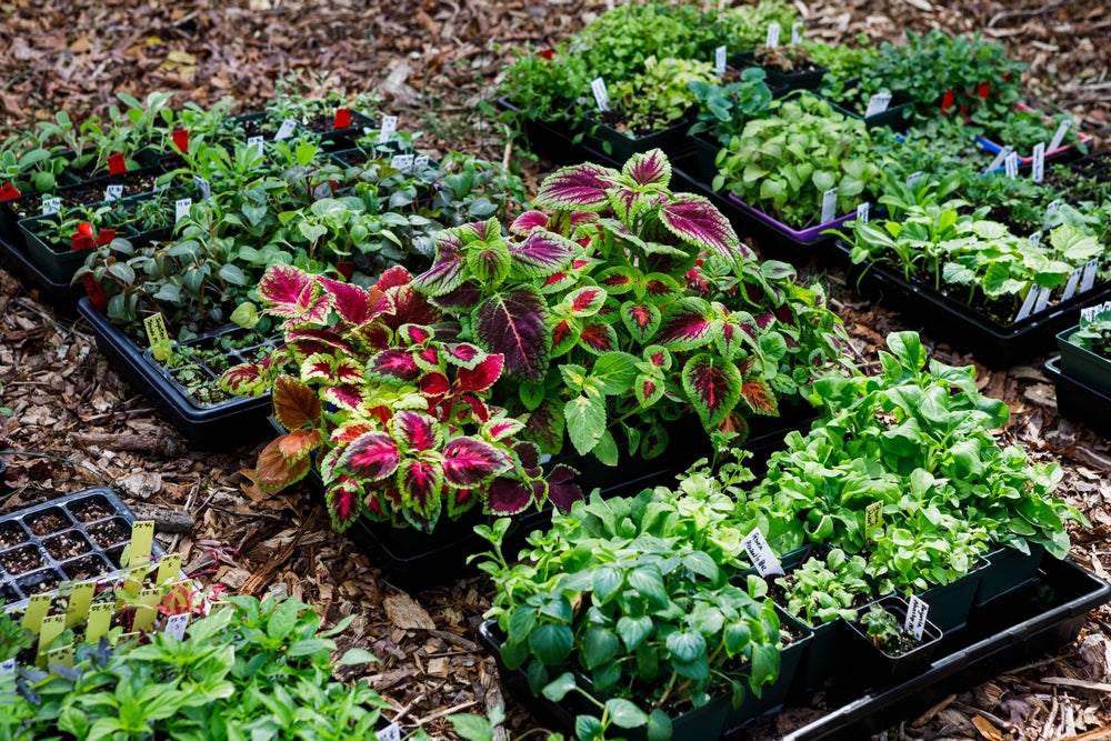 Your Guide to Planting Perennials
