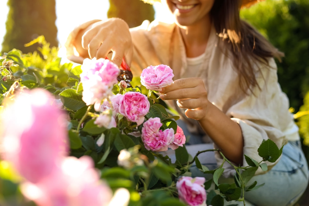 How to Care for Your Rose Bushes