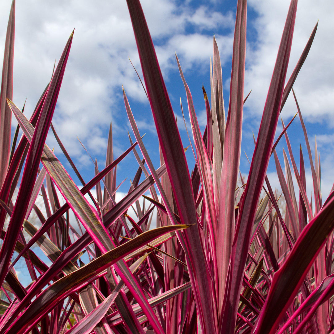 Cordyline australis 'Charlie Boy' PP #20,139 ~ Charlie Boy Cordyline