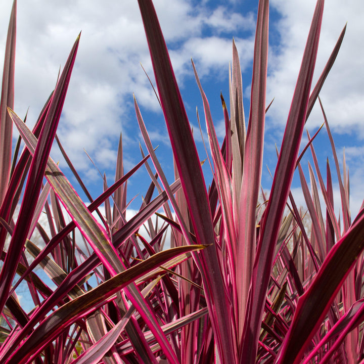 Cordyline australis 'Charlie Boy' PP #20,139 ~ Charlie Boy Cordyline