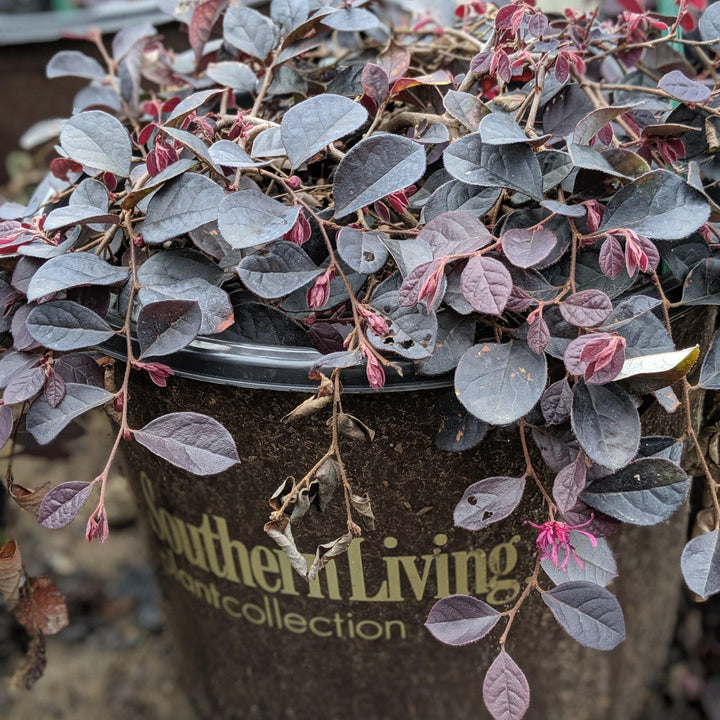 Loropetalum chinense 'Peack' PP8,441 ~ Purple Pixie® Fringe Flower