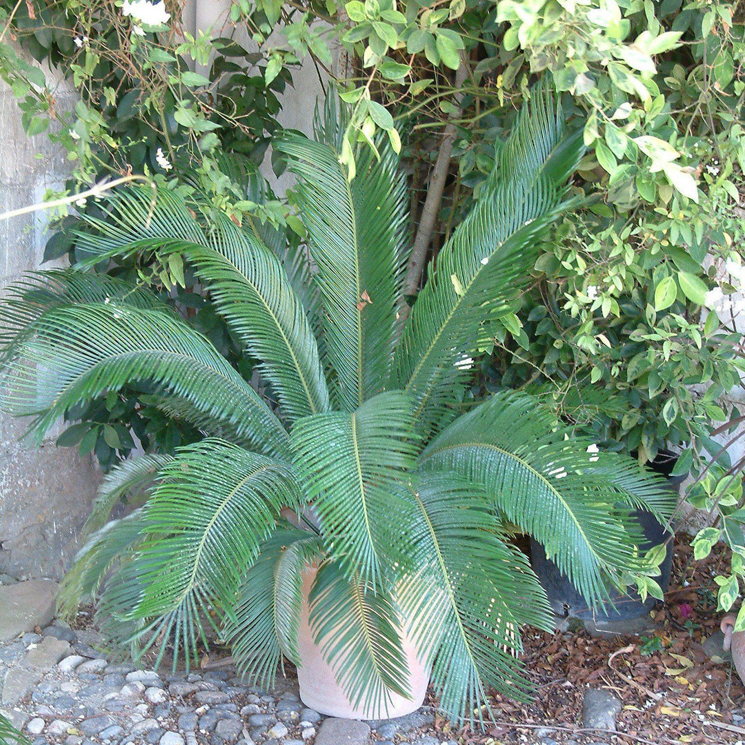 Cycas revoluta ~ Sago Palm