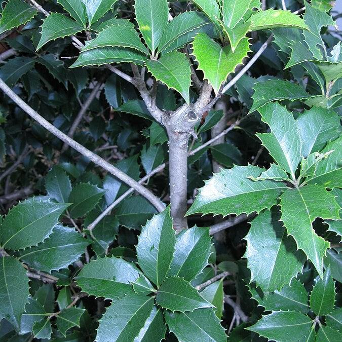 Osmanthus fortunei ~ Fortune's Osmanthus
